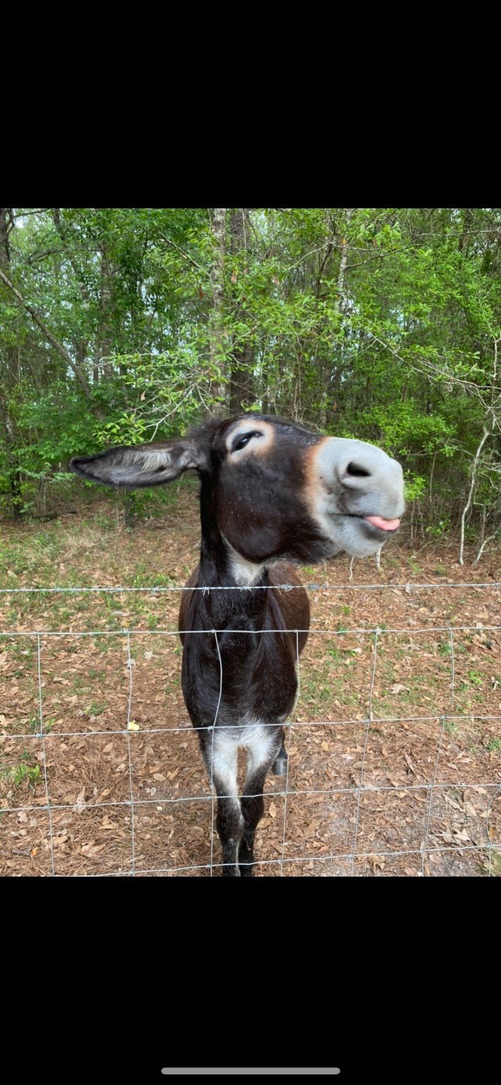 Sharp Ass Mule Jack at the fence